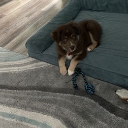 Australian Shepherd Puppies from Forgotten Coast Australian Shepherds