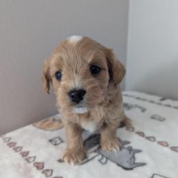 Boy 1 - Apricot male Maltipoo puppy in Fife, Washington from Joyful Pups