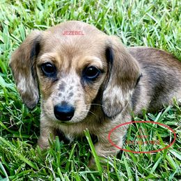 Dachshund Puppies from TLC Mini Dachshunds