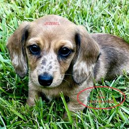 Dachshund Puppies from TLC Mini Dachshunds