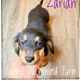 Zariah - Black and cream female Dachshund puppy in Cincinnati, Ohio from Caines Dachshund Farm