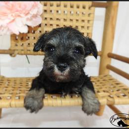 AKC 26013 - Salt and pepper male Miniature Schnauzer puppy in Mount Airy, Georgia from Miniature Schnauzers GA, LLC