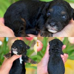 Drew - Phantom male Poodle puppy in Yuciapa, California from AlltheDoodlez_
