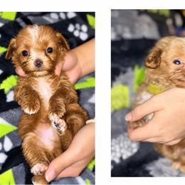 Charlie - Red  male Goldendoodle puppy in Cumberland, Rhode Island from minigoldendoodlesofRI