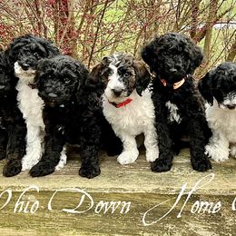 Goldendoodle Puppies from Ohio Down Home Doodles