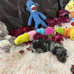 Dachshund Puppies from Gulfishan Kennels