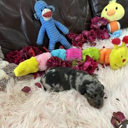 Dachshund Puppies from Gulfishan Kennels