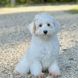 Dolly-Purple - Caramel female Australian Labradoodle puppy in Calhoun, Louisiana from Arrowhead Australian Labradoodles