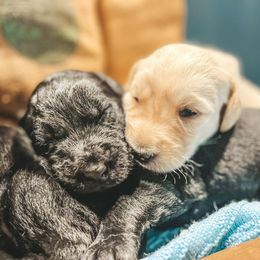 Labradoodles, Labrador Retrievers, and Poodles from Caney Fork Labs and Doodles