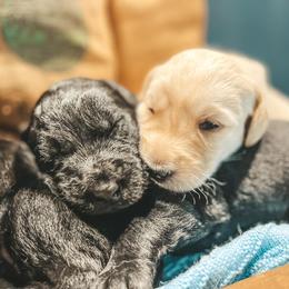 Labradoodles, Labrador Retrievers, and Poodles from Caney Fork Labs and Doodles