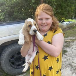 Basset Hounds from Home Grown Basset Hounds of Alabama