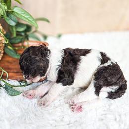 Sierra - Parti female Poodle puppy in Gaylord, Michigan from Dog Mom Co. Poodles