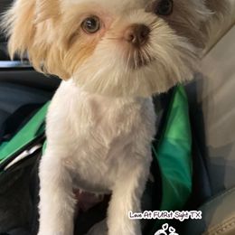 Maltese, Miniature Australian Shepherds, Poodles, Shih Tzus, Toy Australian Shepherds, and Yorkshire Terriers from Love At FURst Sight TX Kiss My Aussie