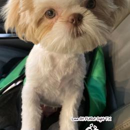 Maltese, Miniature Australian Shepherds, Poodles, Shih Tzus, Toy Australian Shepherds, and Yorkshire Terriers from Love At FURst Sight TX Kiss My Aussie