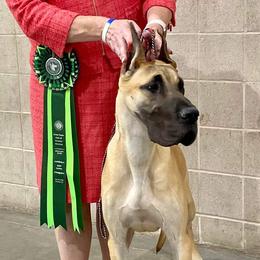 Hooker - Great Dane