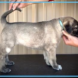 Light Blue - Fawn female Anatolian Shepherd Dog puppy in Clark, Wyoming from Fyne Acres