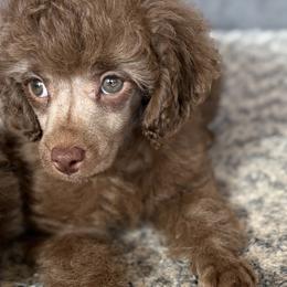 Poodle puppies from KAYY services