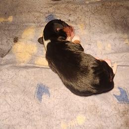 Valora - Tri-color female Cavalier King Charles Spaniel puppy in Albany, Oregon from Hit Parade Cavaliers