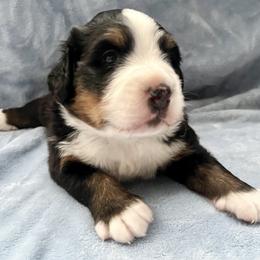 Bernese Mountain Dog Puppies from Copper Star Bernese Mountain Dogs