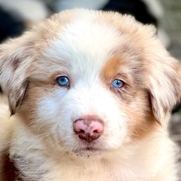 Australian Shepherds from Aussies of Sunset Ridge