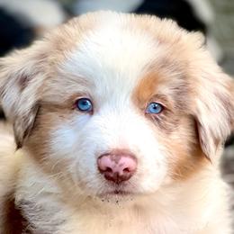 Australian Shepherds from Aussies of Sunset Ridge