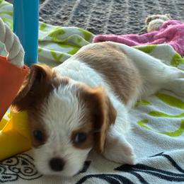 Bean - Blenheim male Cavalier King Charles Spaniel puppy in Miami, Florida from Tropical Cavaliers