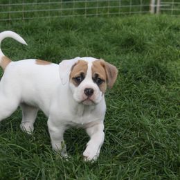 American Bulldog Puppies from Ferocia Kennels