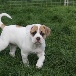 American Bulldog Puppies from Ferocia Kennels