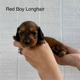 Red boy 2 - Red male Dachshund puppy in Rockton, Illinois from K&M Dachshunds