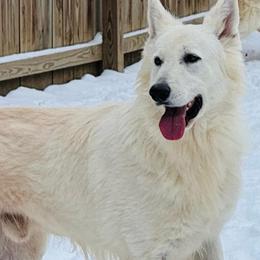 Taurus - White male Berger Blanc Suisse puppy in Virginia from Wynter Spirit Kennels