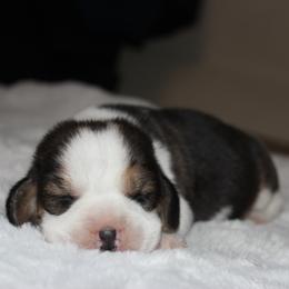 Gap - Black tan and white male Beagle puppy in Morrill, Kansas from Kelle Beagles