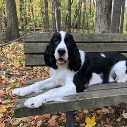 English Springer Spaniel All Grown Up from RuffHouser English Springer Spaniels