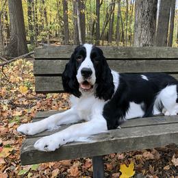 English Springer Spaniel All Grown Up from RuffHouser English Springer Spaniels