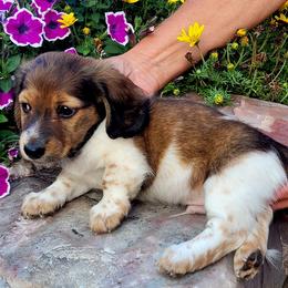 Jack - Cream male Dachshund puppy in Goshen, Indiana from Knollbrook Farm