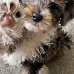 Aussiedoodles, Miniature American Shepherds, and Toy Australian Shepherds from Nelson's Aussies and Aussiedoodles