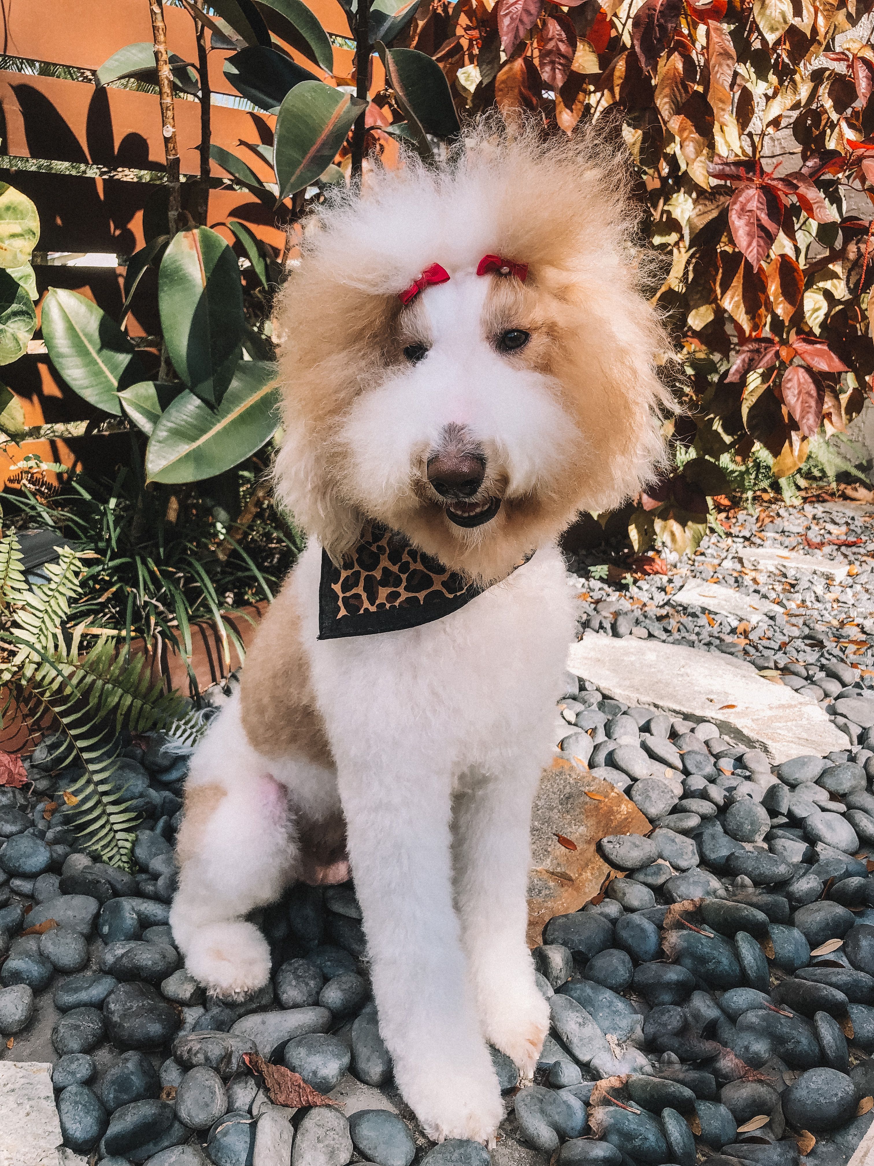 Charlotte “Charlie”  - Goldendoodle