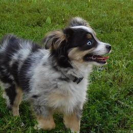 Gem - Toy Australian Shepherd