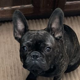Dallas - French Bulldog