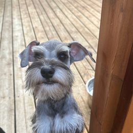 Boy 4 - Salt and pepper Miniature Schnauzer puppy in Monroe, Washington from 4 Ever Schnauzers