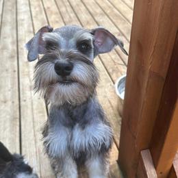 Boy 4 - Salt and pepper Miniature Schnauzer puppy in Monroe, Washington from 4 Ever Schnauzers