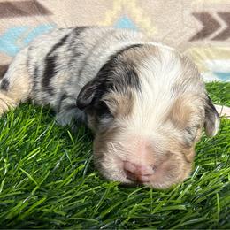 Adorable Boy 1-Blue Merle - Blue merle male Australian Shepherd puppy in Mayfield, Kentucky from Hamilton Farms