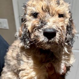 Boy 5 - Goldendoodle puppy from Empire Doodles