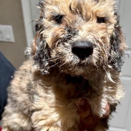 Boy 5 - Goldendoodle puppy from Empire Doodles