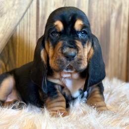 Rachel - Lilac collar - Black brown and white female Basset Hound puppy in Edmonton, Kentucky from RiverBottom Bassets