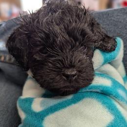 Green collar boy - Black male Cockapoo puppy in Middletown, Ohio from Blessed Chaos