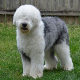 Nelson - Old English Sheepdog