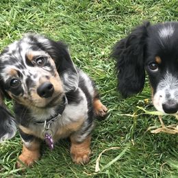 Dachshunds from Daweshunds