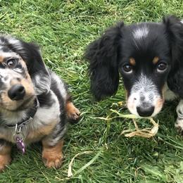 Dachshunds from Daweshunds