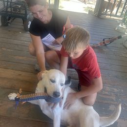 Chumley Older starter puppy Boy - Yellow male Labrador Retriever puppy in Live Oak, California from Blanco Labradors