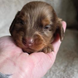 The White Rabbit - Alice in Wonderland Theme Litter. - Dapple female Dachshund puppy in Woodland, Washington from SJs Dachshunds